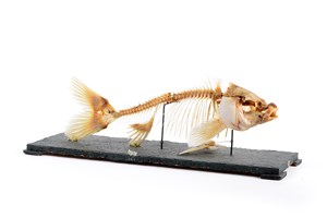 Image description is not available for 2007.2.13